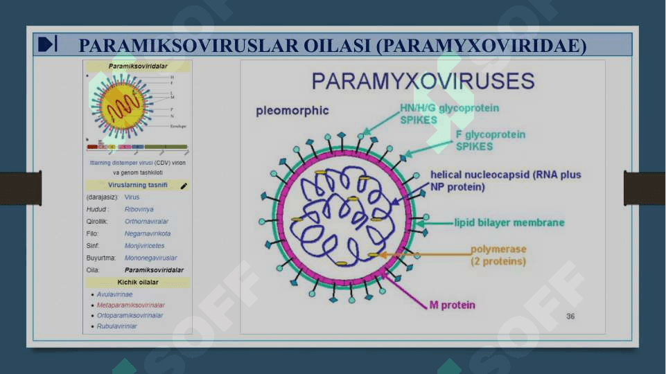 RNK SAQLOVCHI VIRUSLAR - RNK SAQLOVCHI VIRUSLAR KELTIRIB CHIQARUVCHI YUQUMLI KASALLIK QO’ZG’ATUVCHILARI. ORTOMIKSOVIRUSLAR, PARAMIKSOVIRUSLAR. XARAKTERISTIKA VA LABAROTORIYA TASHXISI 7