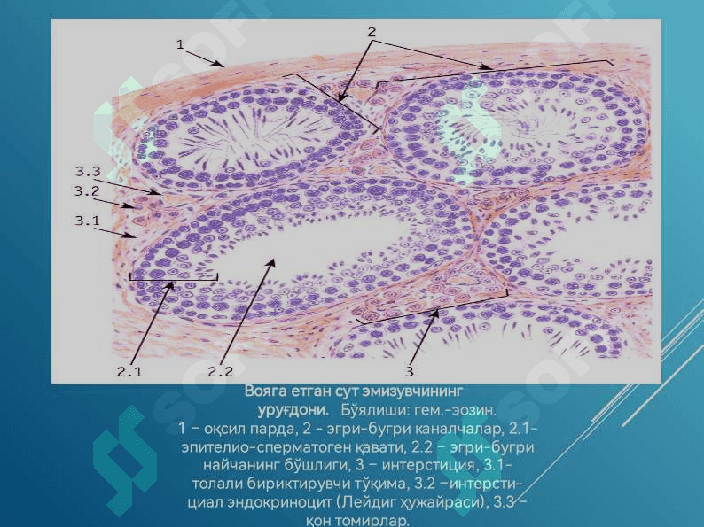 Эркаклар жинсий системаси 3