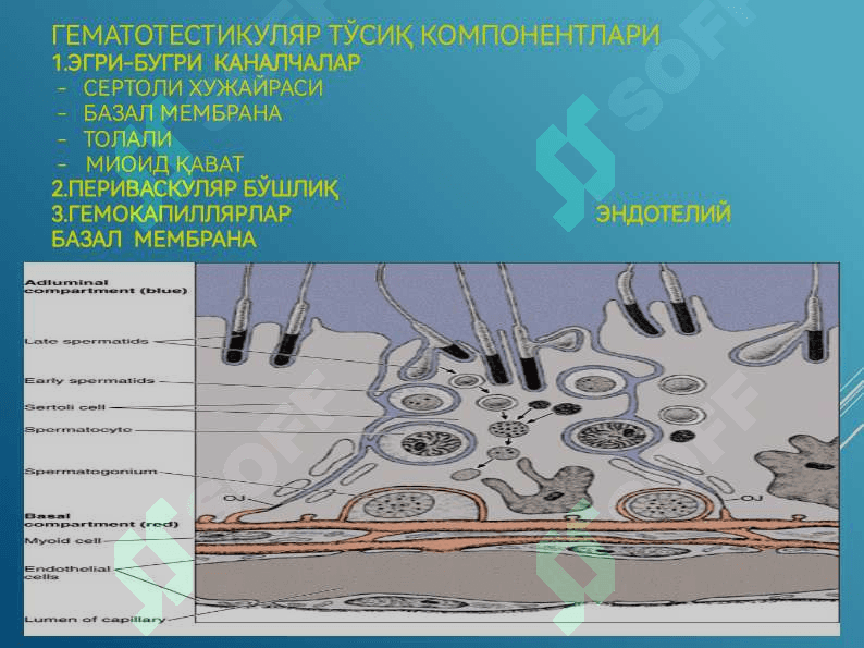 Эркаклар жинсий системаси 4