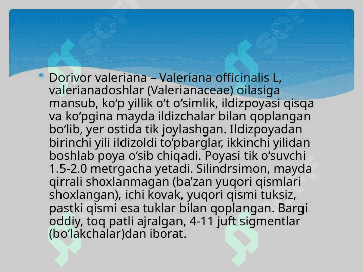 Valeriana  o‘simligi  haqida 4