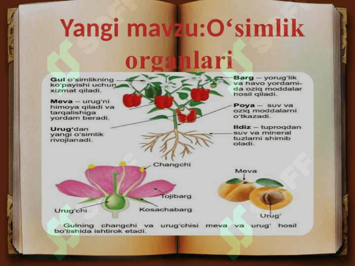2-SINF 
TABIY FAN
“SAYOHAT 
DARS” 6