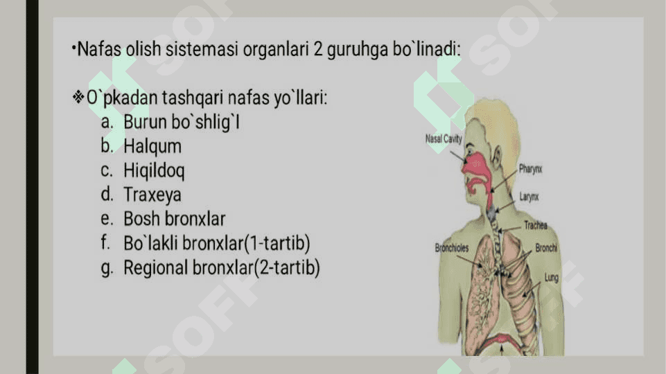 Nafas olish tizimi aʼzolarining qiyosiy gistologik  tavsifi 6