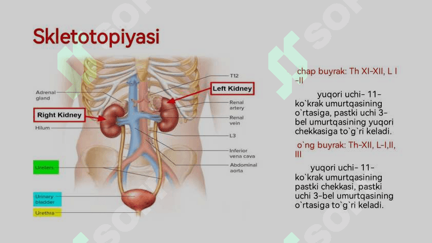 Siydik ayirish sistemasi 7