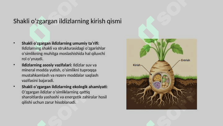 Shakli o'zgargan ildizlarning tuzilishi 3