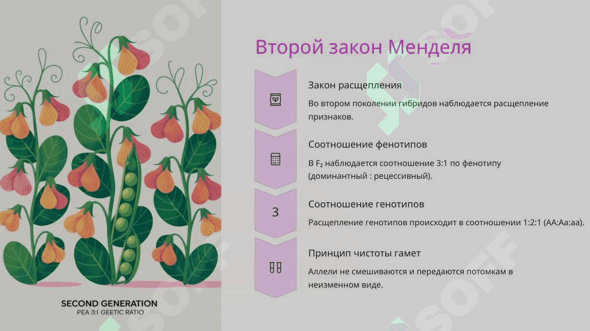 Моногибридное скрещивание. Взаимодействие аллельных генов, полилеллизм 4