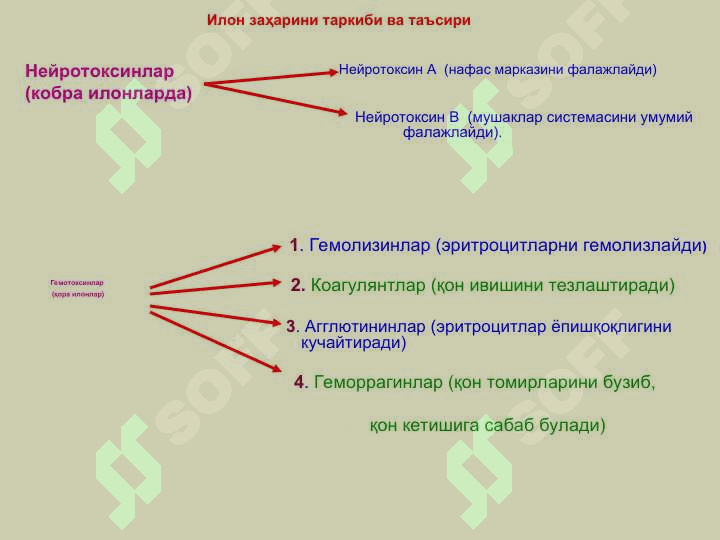 Захарли ҳайвонлар. 6