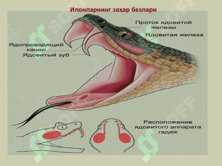 Захарли ҳайвонлар. 8