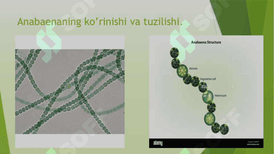 Azotfiksator mikroorganizmlari va ularning tarqalishi 6