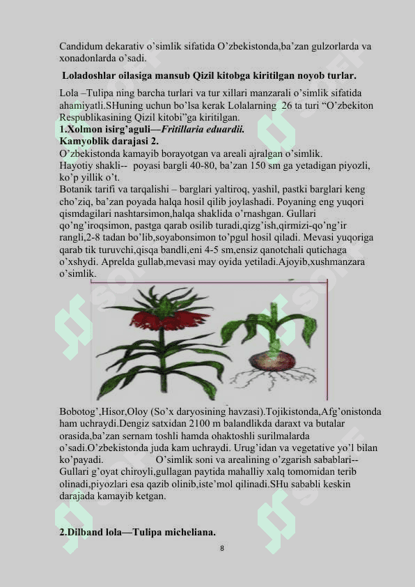 Loladoshlar oilasi 8