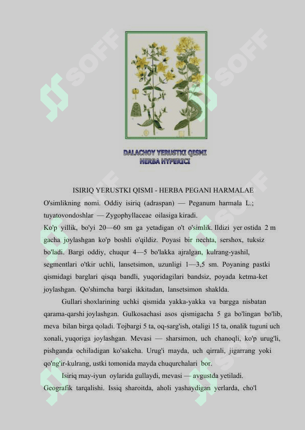 O’ZBEKISTONNING FOYDALI O’SIMLIKLARI 5