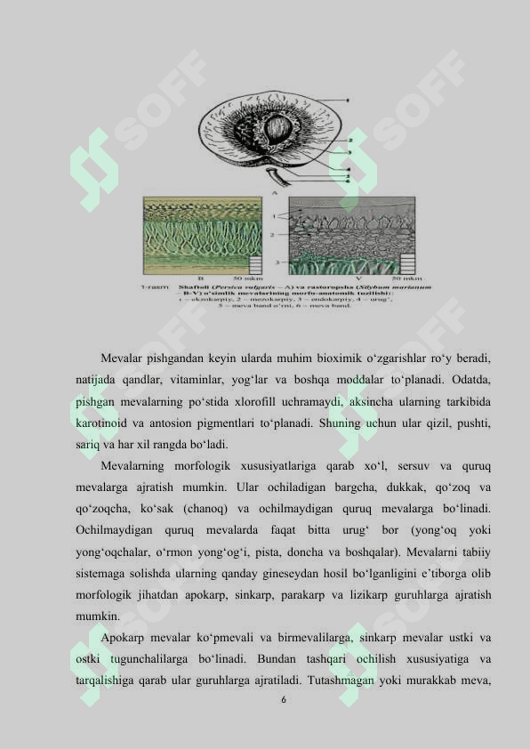 Urug‘ va mevalarning tarqalishining moslashish xususiyatlari 6