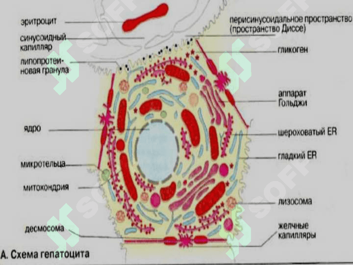 JIGAR BIOKIMYOSI 5