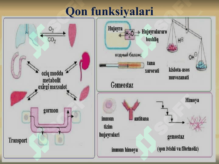 QON VA LIMFA-RETIKULYAR TIZIMI BIOKIMYOSI 4