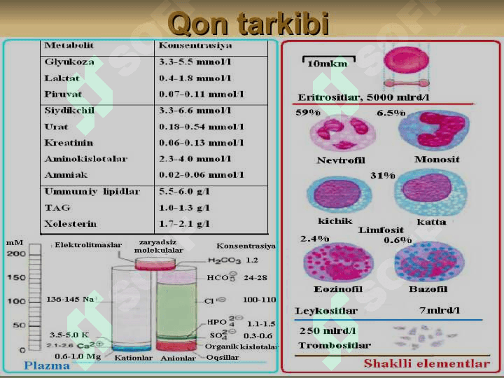 QON VA LIMFA-RETIKULYAR TIZIMI BIOKIMYOSI 5