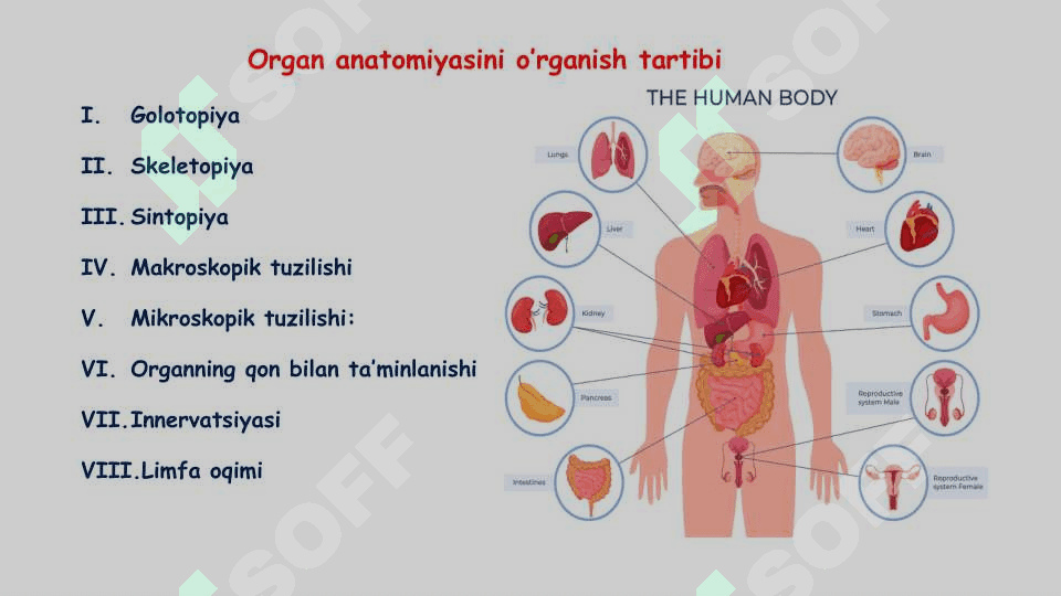HAZM SISTEMASI ANATOMIYASI 4