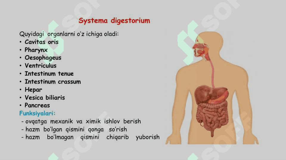 HAZM SISTEMASI ANATOMIYASI 5