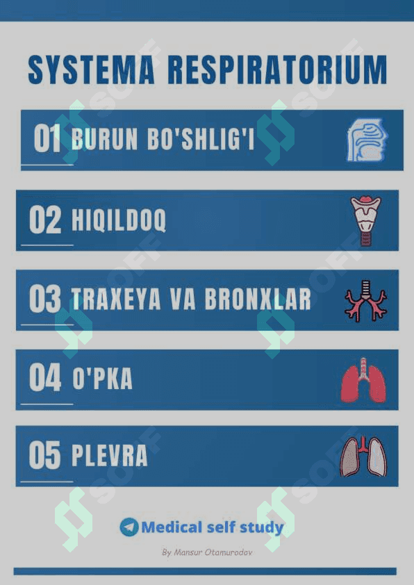 NAFAS OLISH SISTEMASI ANATOMIYASI 2