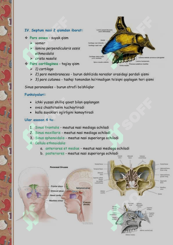 NAFAS OLISH SISTEMASI ANATOMIYASI 6