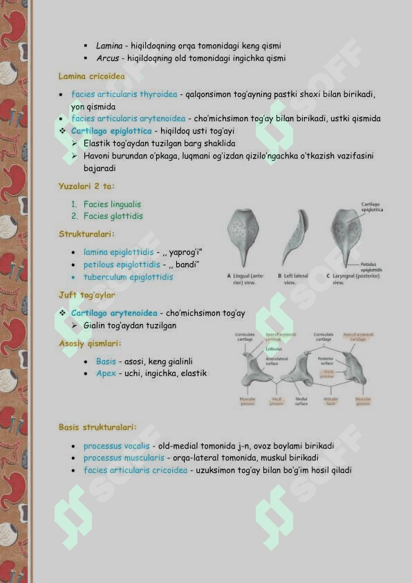 NAFAS OLISH SISTEMASI ANATOMIYASI 8