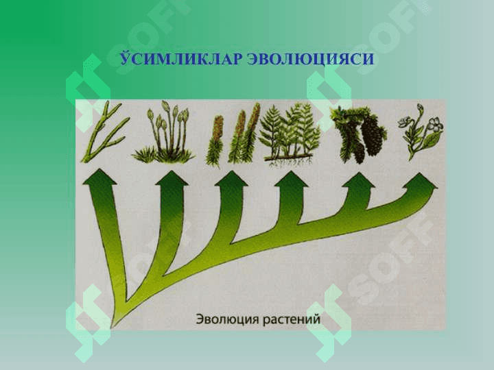 Юксак усимликлар: Йусинтоифалар (Bryophyta) булими 5