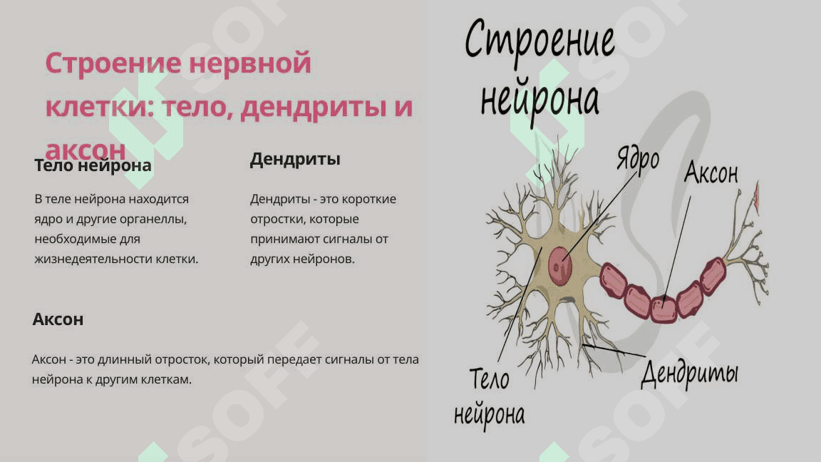 Структура нейронов и глиальных клеток 3