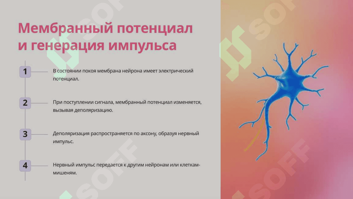 Структура нейронов и глиальных клеток 4