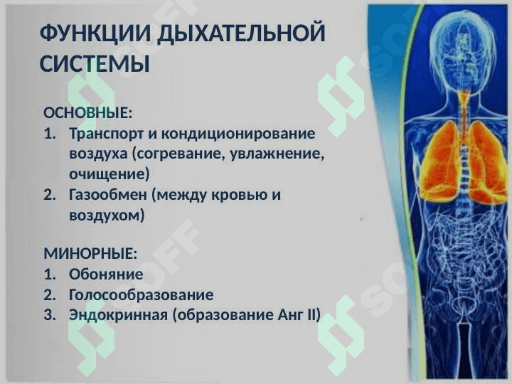 ГИСТОЛОГИЯ ДЫХАТЕЛЬНОЙ СИСТЕМЫ 2