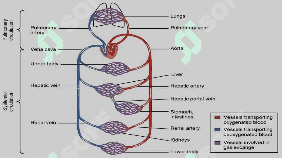 MAVZU:LIMFA TIZIMINING ANATOMIK TUZILISHI. 4