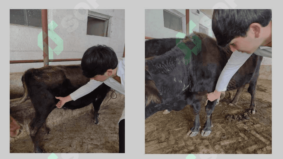 MAVZU:LIMFA TIZIMINING ANATOMIK TUZILISHI. 6