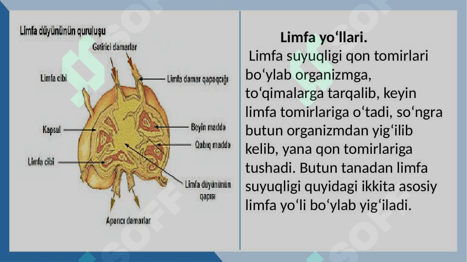 MAVZU:LIMFA TIZIMINING ANATOMIK TUZILISHI. 7