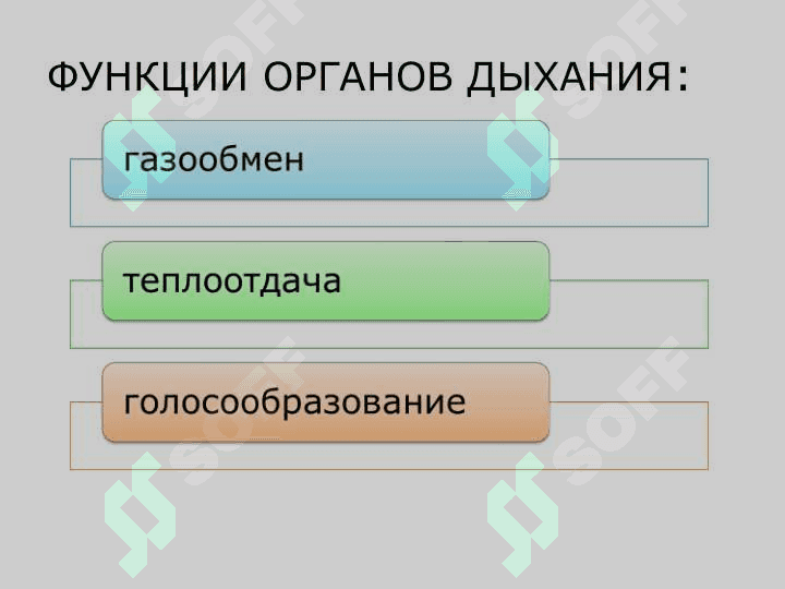 Nafas organlarining tuzilishi va yoshga xos xususiyatlari 6