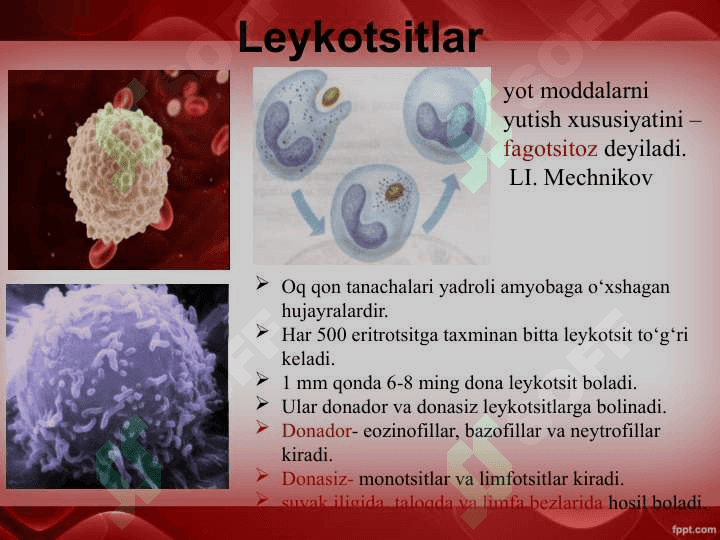 Qon va qon aylanish sistemasining yosh xususiyatlari 7