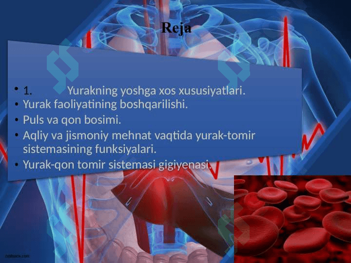 Yurakning yoshga xos xususiyatlarin 2