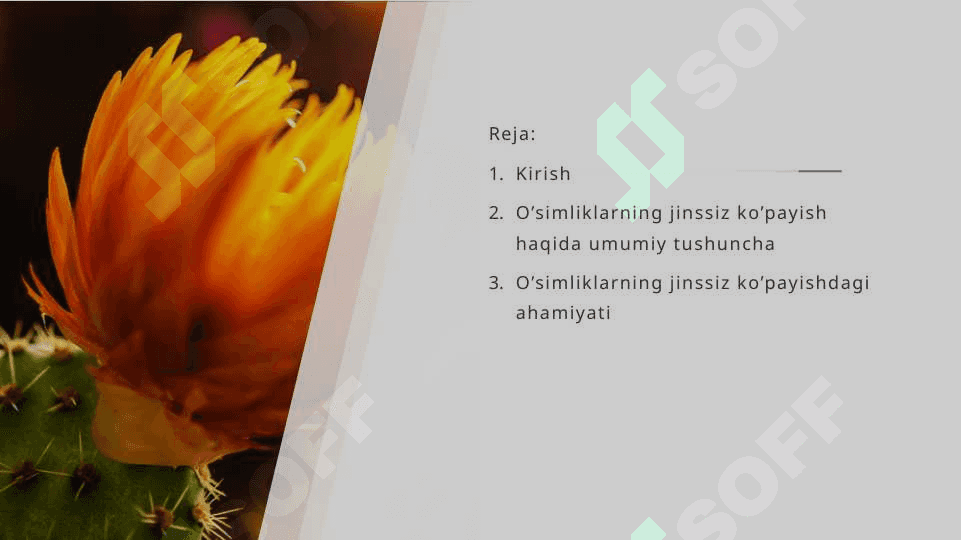 O’simliklarning jinssiz ko’payishi 2