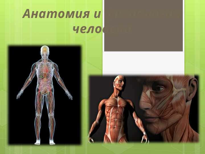 Анатомия и физиология человека