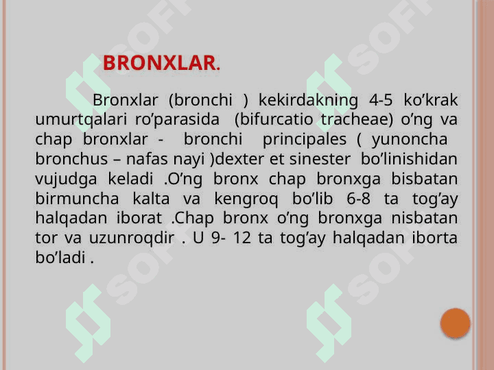 BRONXLAR VA PLEVRA 2