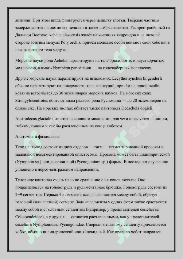 Класс Морские пауки (Pycnogonida) 4
