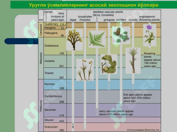 Қарағайтоифа (Pinophyta), ёки  Очиқ уруғли (Gymnospermae) ўсимликлар бўлими 3