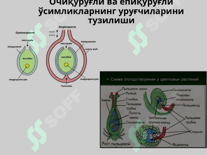 Қарағайтоифа (Pinophyta), ёки  Очиқ уруғли (Gymnospermae) ўсимликлар бўлими 6