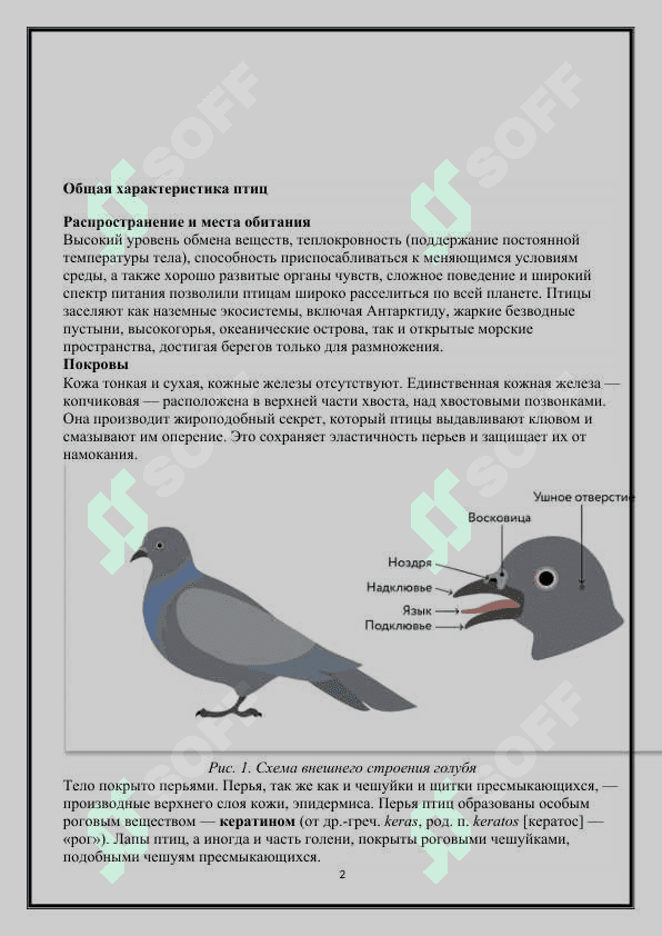 Систематика птиц 2