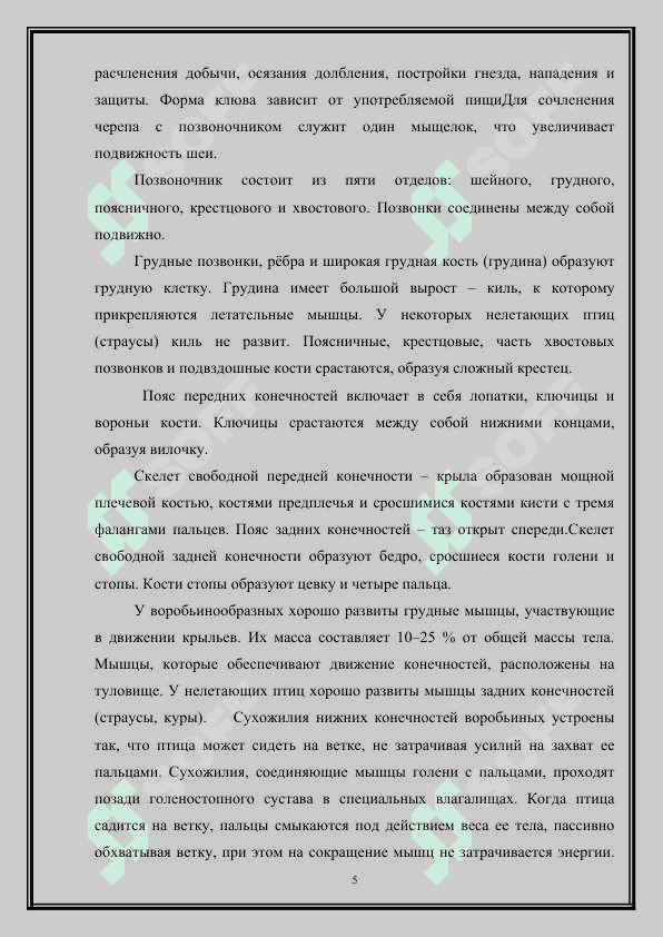 Отряд воробьинообразные: общая характеристика 5