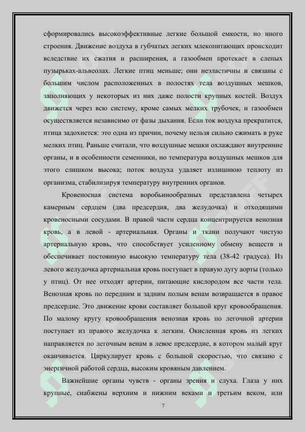 Отряд воробьинообразные: общая характеристика 7