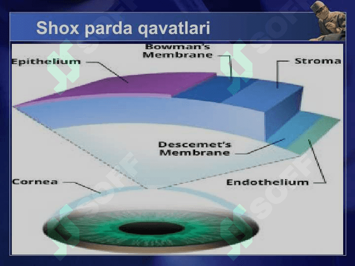 Shox parda transplantatsiyasi 6