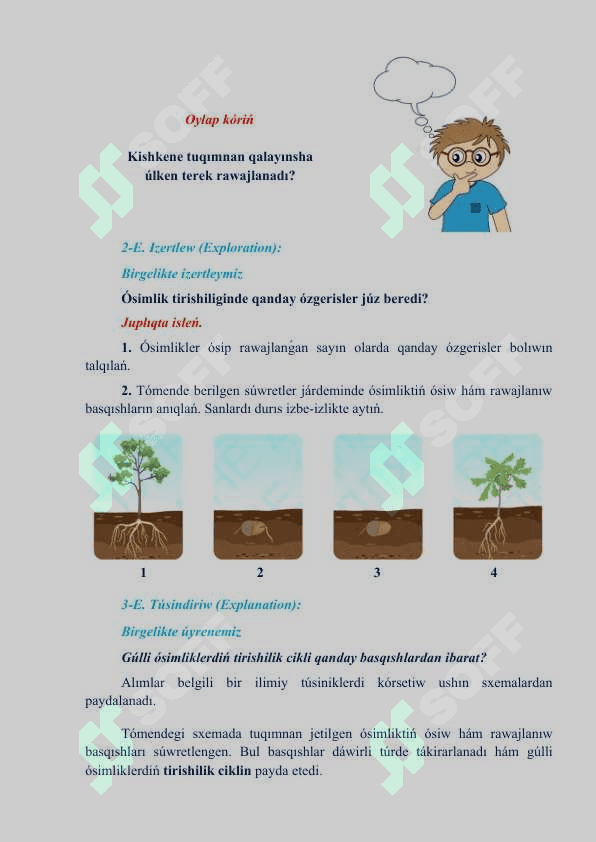 Gúlli ósimliklerdiń kóbeyiwi_5E 3
