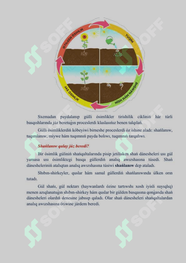 Gúlli ósimliklerdiń kóbeyiwi_5E 4