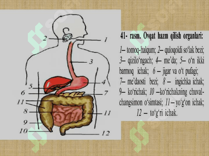 INGICHKA VA YO'G'ON ICHAKDA OVQAT HAZM BO'LISHI2 4