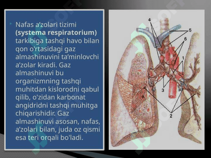 O’pkaning nafasga oid bo’lmagan funksiyalari 3