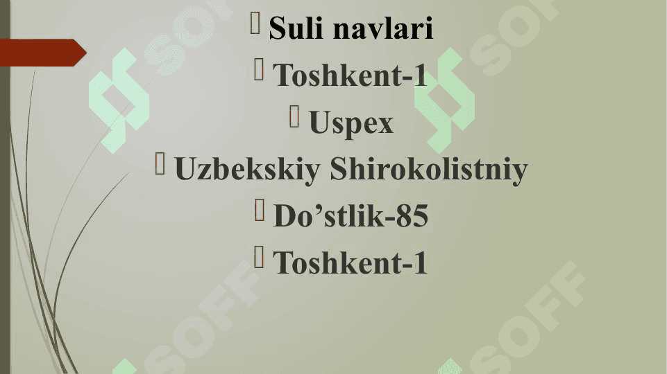 Suli ekinini o`g`itlash. 5