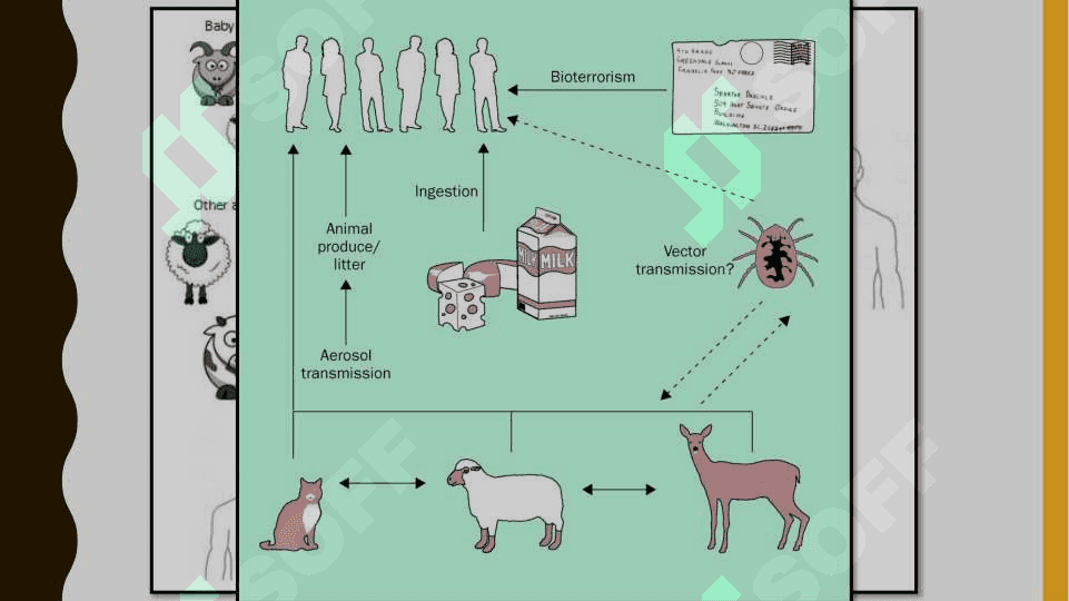 Ku-isitmasi etiologiya. Epidemiologiya, klinikasi, diagnostika, davolash 7
