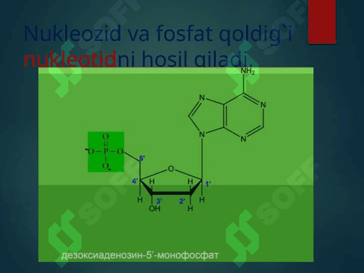 DNK va RNK 5